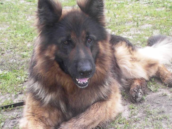 Dago - Berger Allemand Mâle (8 ans)
