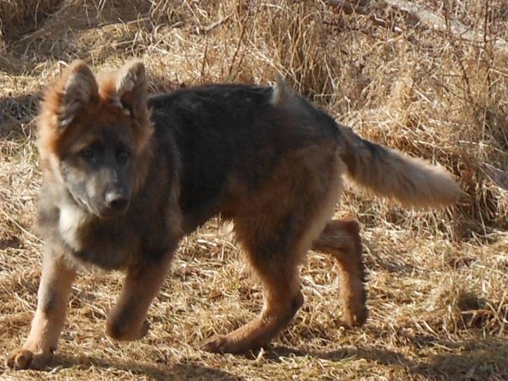 Fenrir - Berger Allemand Mâle (6 mois)