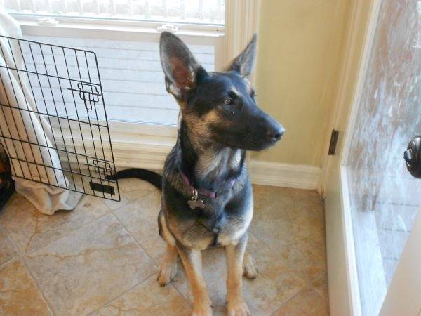 Layla - Berger Allemand (2 ans)