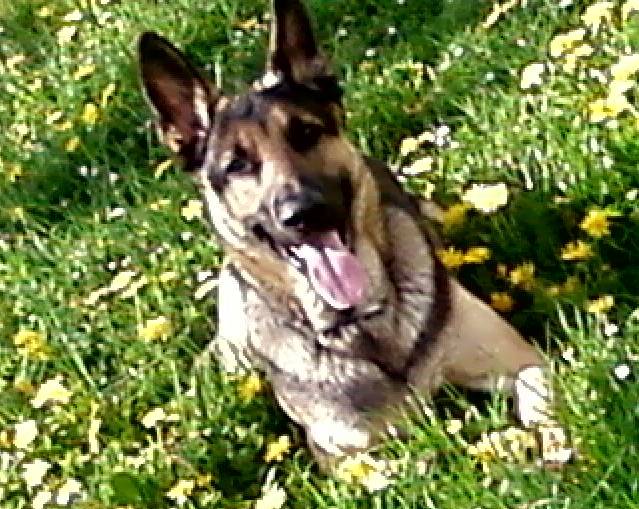 Tayrone - Berger Allemand Mâle (3 ans)