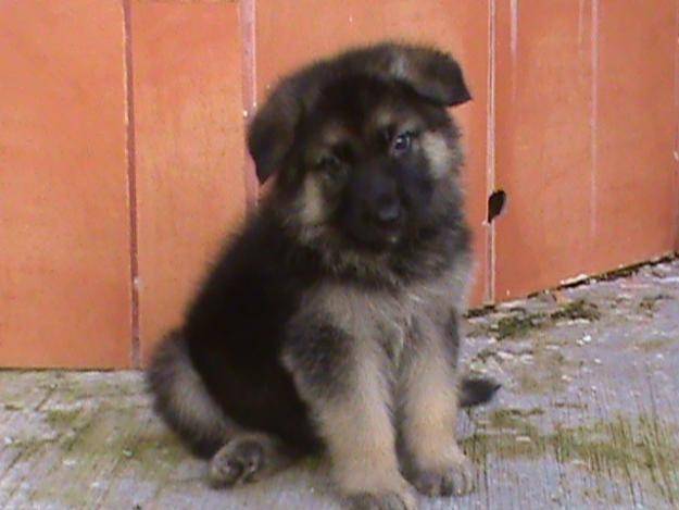 maximo - Berger Allemand Mâle (4 mois)