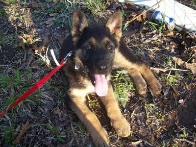 molly - Berger Allemand (9 mois)