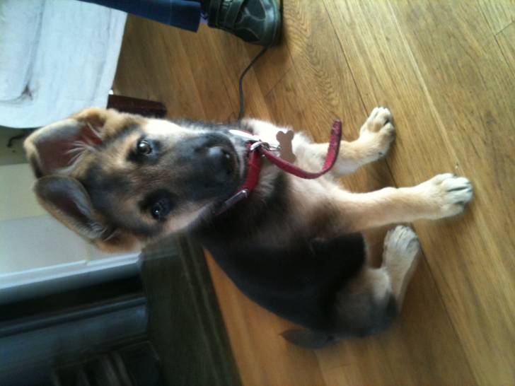 lexi - Berger Allemand (1 an)