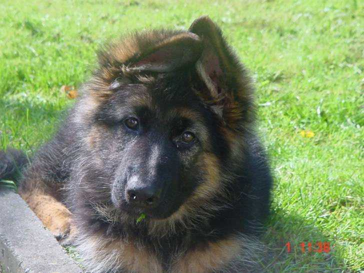 Nala - Berger Allemand (10 mois)