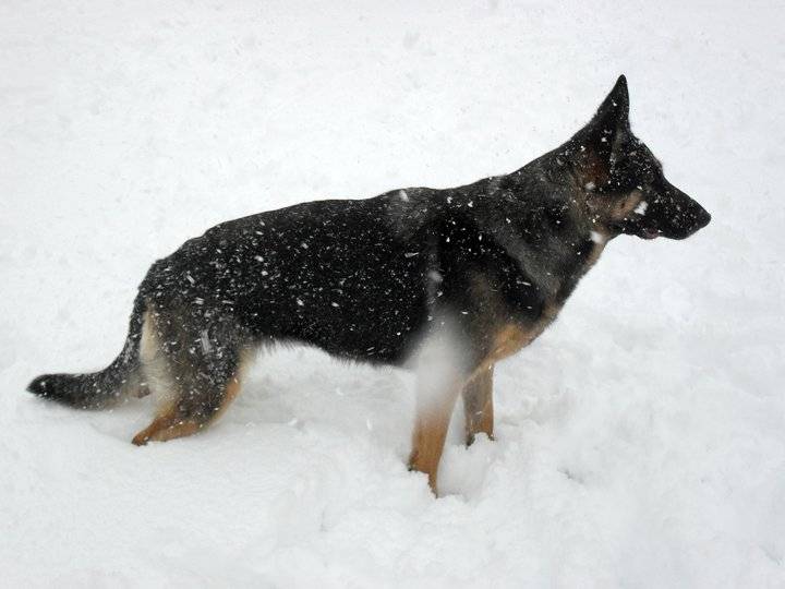 bianca - Berger Allemand (6 ans)