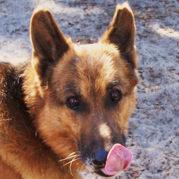 Bear - Berger Allemand Mâle (12 ans)