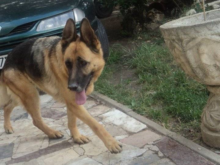Erca - Berger Allemand Mâle (8 ans)