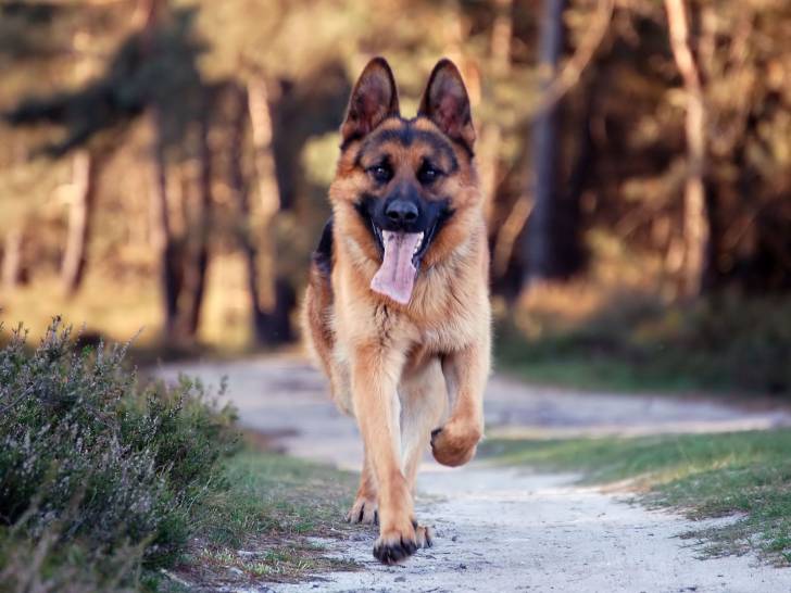 Nora - Berger Allemand (3 ans)
