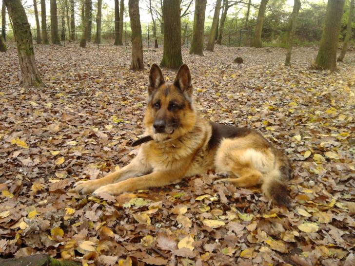 Oulk - Berger Allemand Mâle (11 ans)