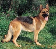 Nookie - Berger Allemand Mâle (6 ans)