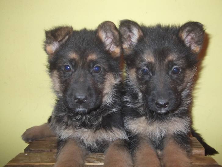 igure - Berger Allemand (4 mois)