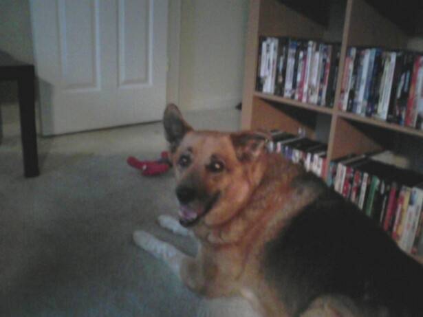 Jenny - Berger Allemand (8 ans)
