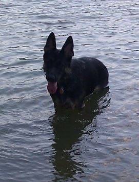 Milo - Berger Allemand Mâle (2 ans)