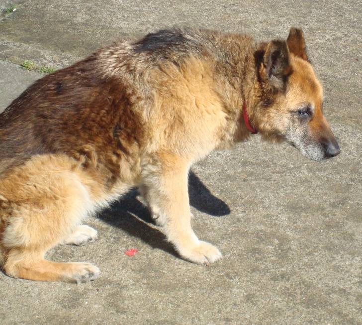 Lúa - Berger Allemand (14 ans)