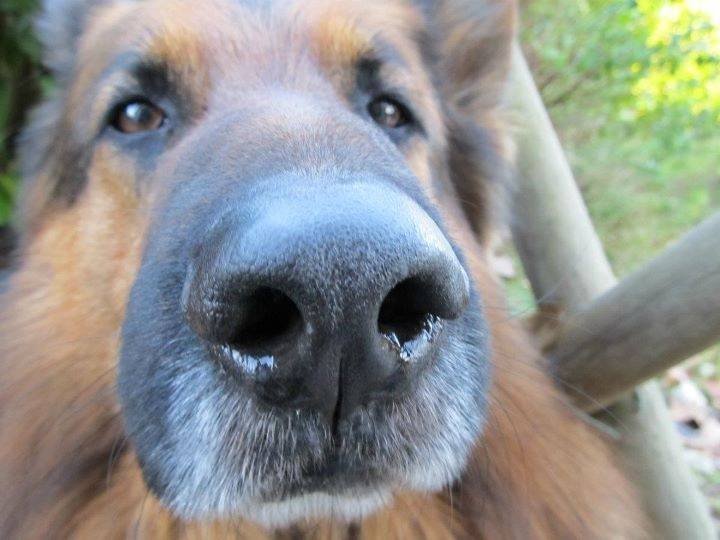 Poupouche - Berger Allemand