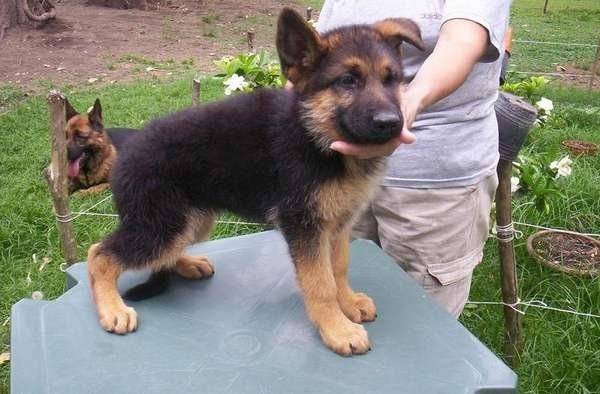 facundo - Berger Allemand Mâle (3 mois)