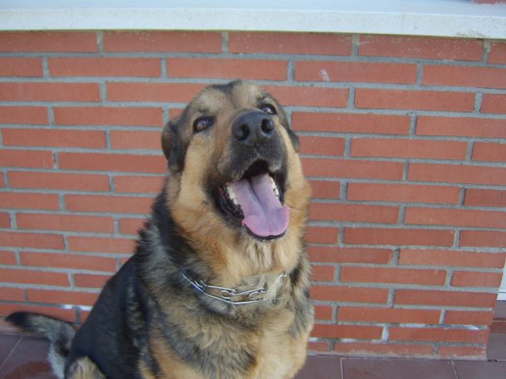 Rex - Berger Allemand Mâle (6 ans)