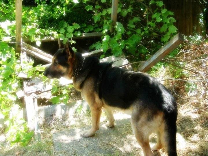 Mac - Berger Allemand Mâle (8 ans)