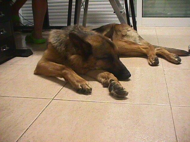 Greif - Berger Allemand Mâle (4 ans)