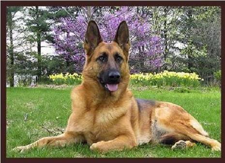 sasa - Berger Allemand (2 ans)