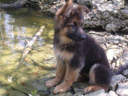 Sophie - Berger Allemand (14 ans)