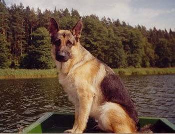 Delgado - Berger Allemand Mâle (5 ans)