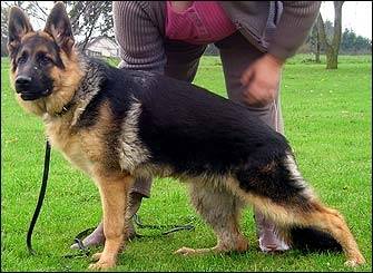 Fido - Berger Allemand Mâle (5 ans)