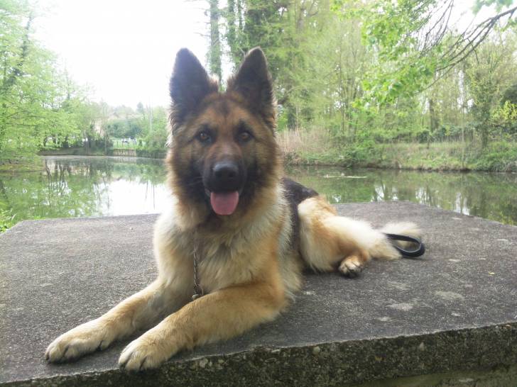 Falyne - Berger Allemand (2 ans)