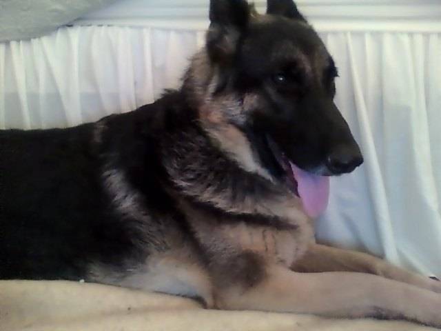 Sadie - Berger Allemand (4 ans)