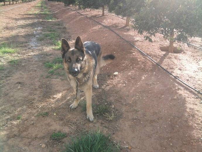 Quim - Berger Allemand Mâle (4 ans)