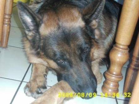 Alfy - Berger Allemand Mâle (4 ans)