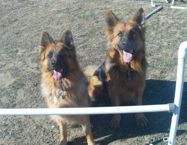 Rex y Tesla - Berger Allemand Mâle (4 ans)