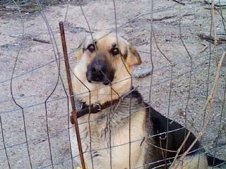 Onyx - Berger Allemand (4 ans)
