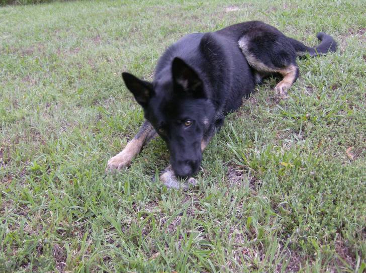 Blackie - Berger Allemand Mâle