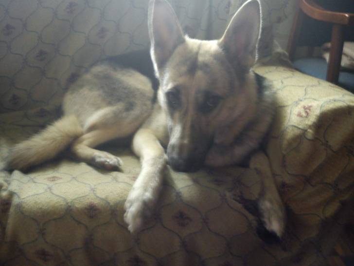 lula - Berger Allemand (10 mois)