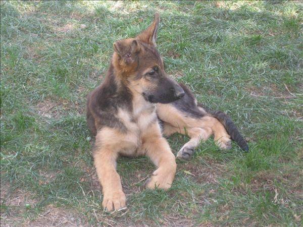 Skyler - Berger Allemand Mâle (5 mois)