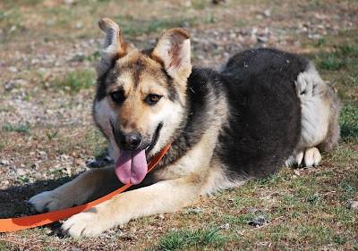 Mesii - Berger Allemand Mâle (8 mois)