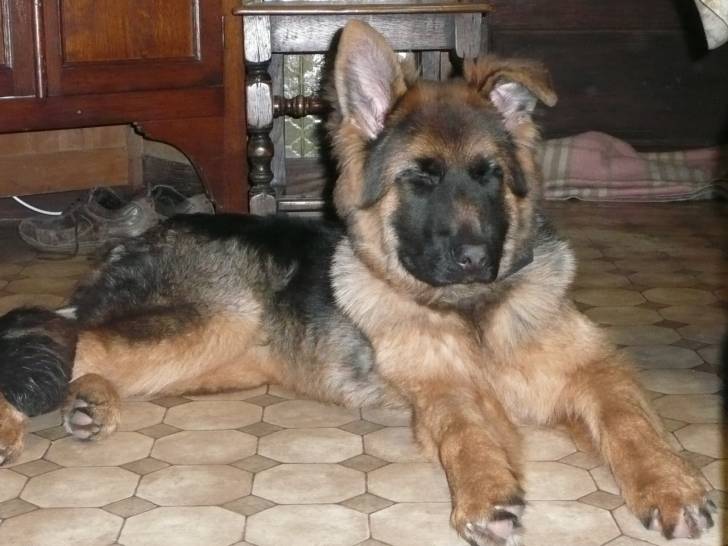 loulou - Berger Allemand Mâle (6 mois)
