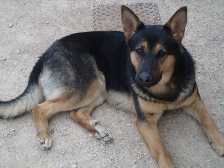 Diva - Berger Allemand (2 ans)