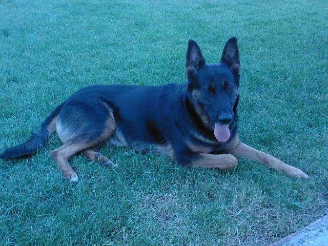 Viana - Berger Allemand (5 ans)