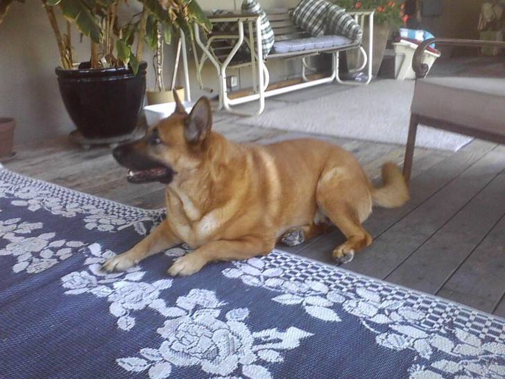 Trooper - Berger Allemand Mâle (3 ans)