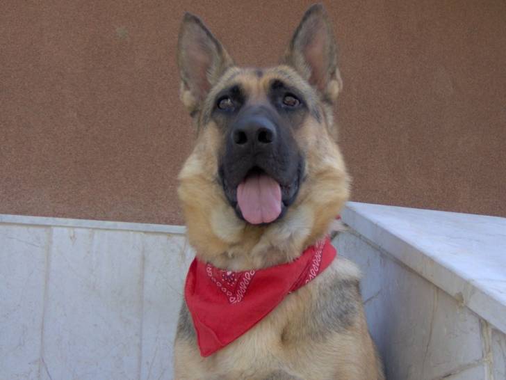 SPIKE - Berger Allemand Mâle