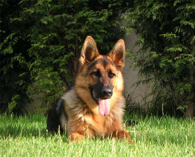 sara - Berger Allemand Mâle (8 ans)