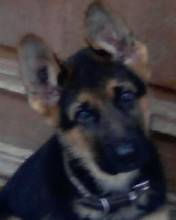 Diesel - Berger Allemand Mâle (11 mois)