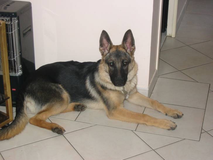 Extasy - Berger Allemand (3 mois)