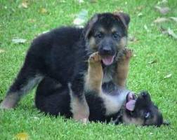 Nana - Berger Allemand (4 mois)
