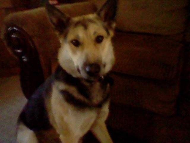 Angel - Berger Allemand (2 ans)
