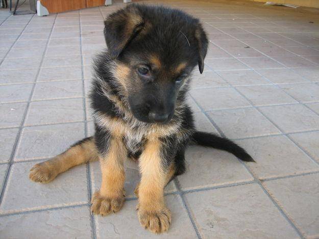 KIARA - Berger Allemand Mâle (1 mois)