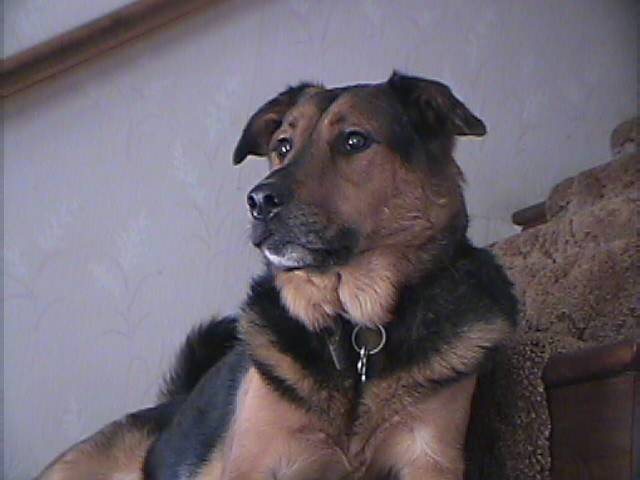 Sona - Berger Allemand (8 ans)