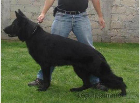 puchi - Berger Allemand Mâle (3 ans)